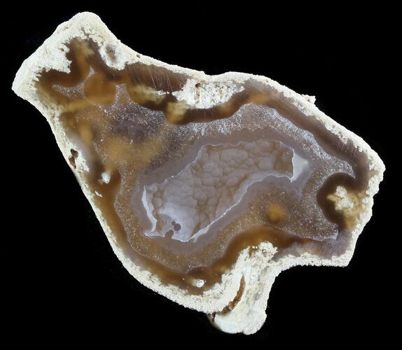 Agatized Fossil Coral Geode - Florida #51183
